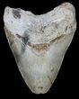 Serrated, Megalodon Tooth - North Carolina #54904-1